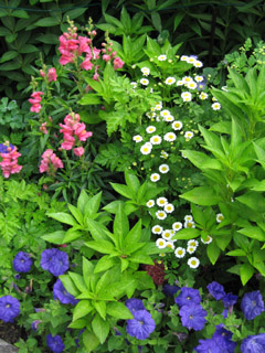 Cottage Garden 3 by Amy Ziffer-240