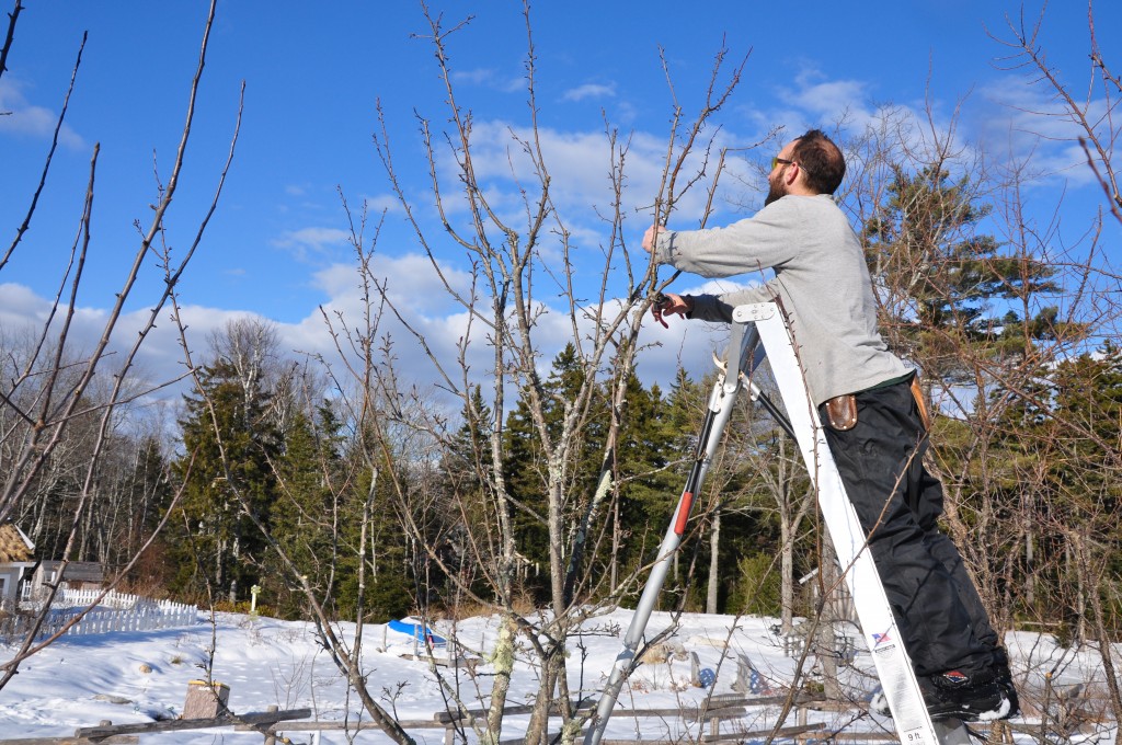 Justin pruning