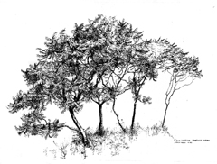 NYBG Rauh - Rhus typhina 240