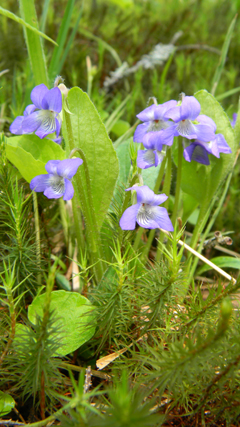 Viola sagittata