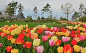 Tulips