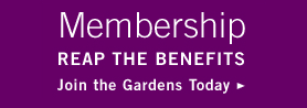Membership promo box