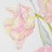 Tulipa thumbnail image