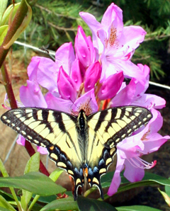 Rhodo + butterfly - BFreeman