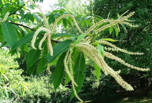 Viles - Flowering Chestnut, photo by Mark DesMeules
