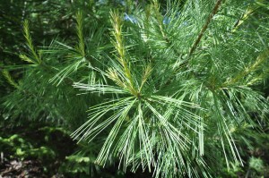 Pine