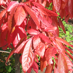 Fall Oxydendrum-BFreeman