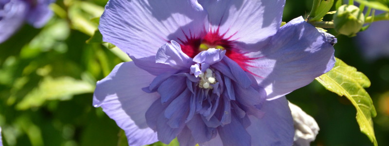 Hibiscus syriacus 'Notwoodthree' Blue Chiffon Rose-of-Sharon007