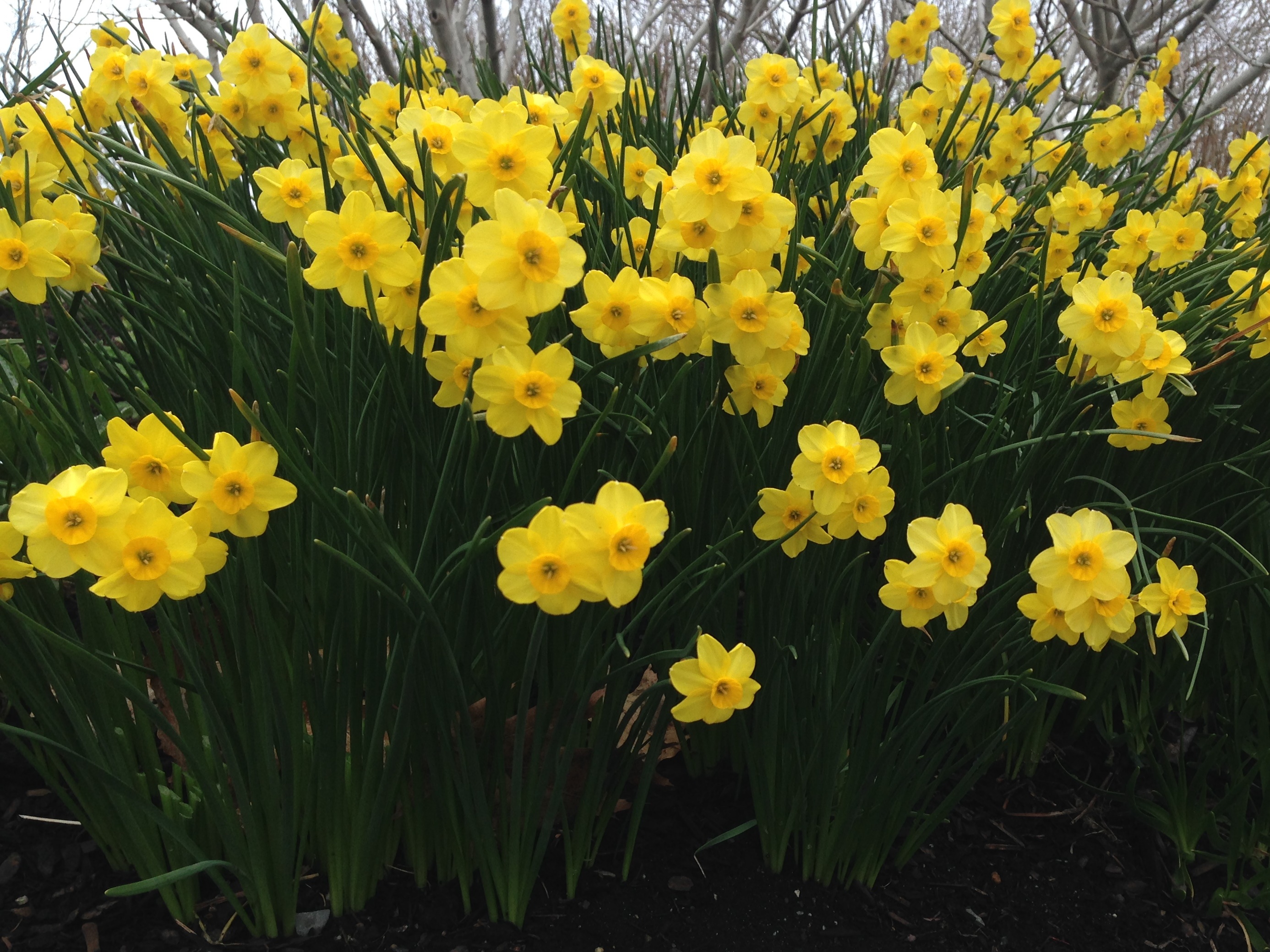 5-5 Narcissus 'Kokopelli' Jonquilla daffodils