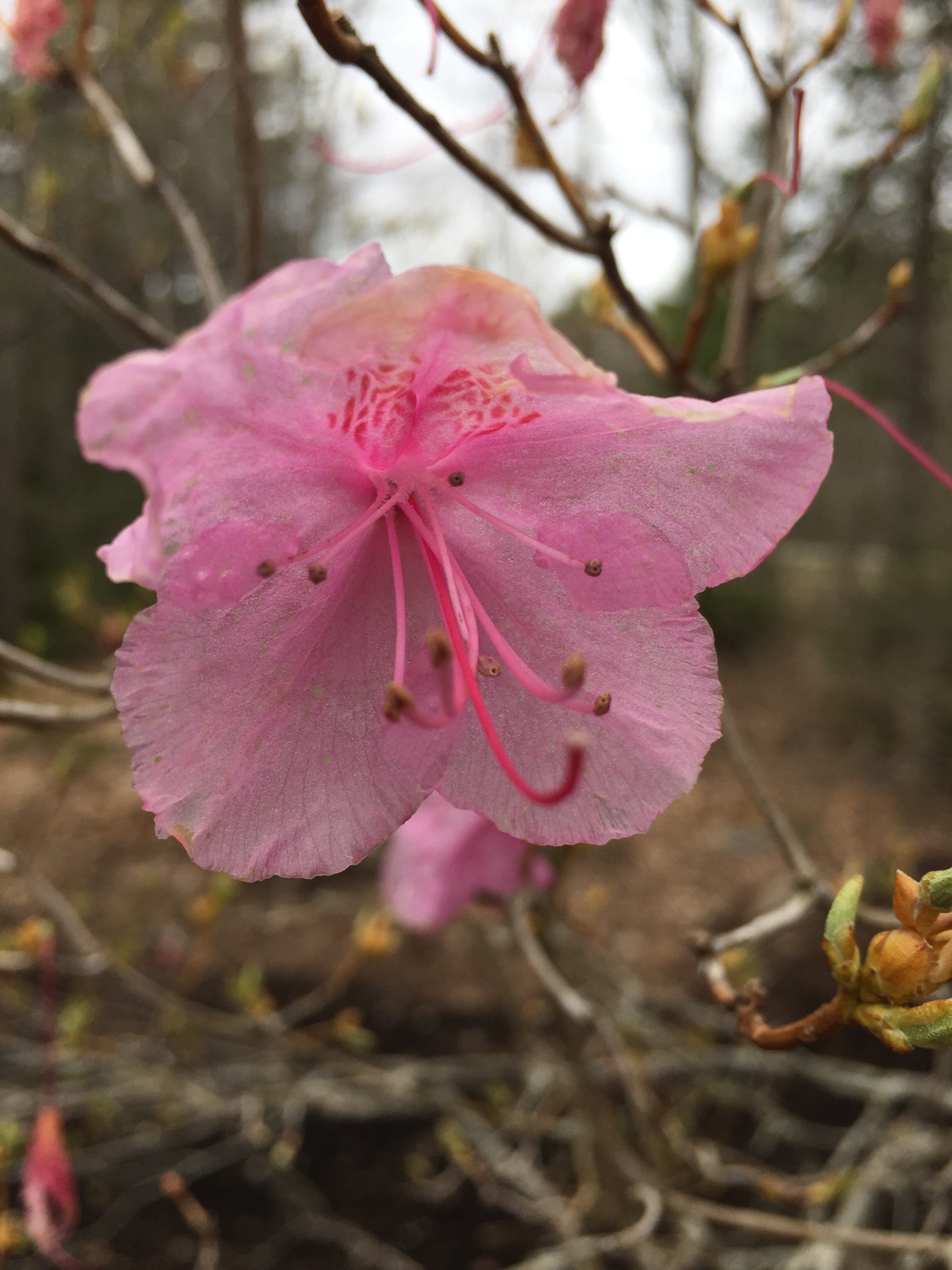 Rhododendron mucronularum 'Cornell Pink' Azalea