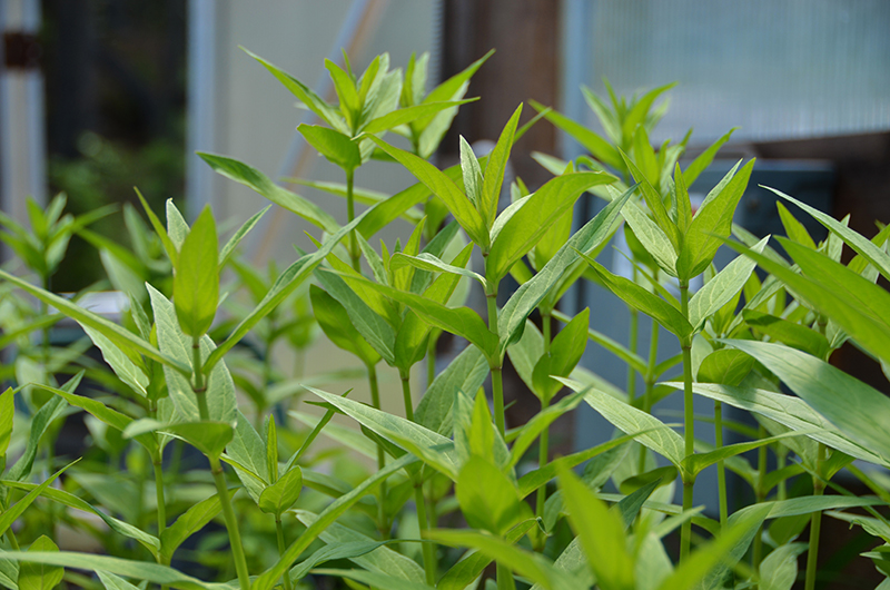 Asclepias incarnata shown growing here in the greenhouse prior to blooming.