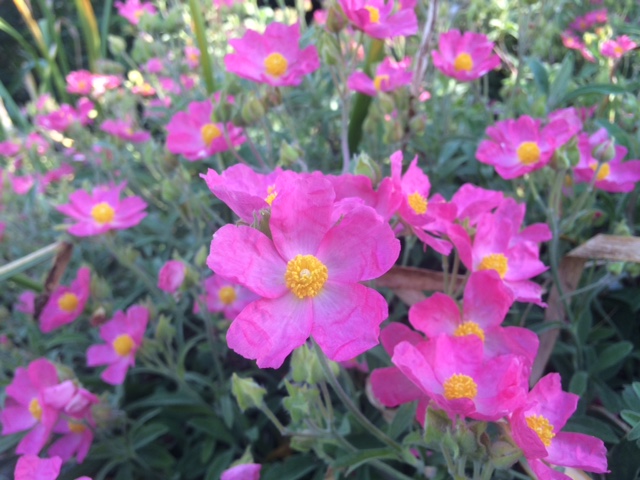 Cistus 'Bicolor Pink' small flowered rock rose