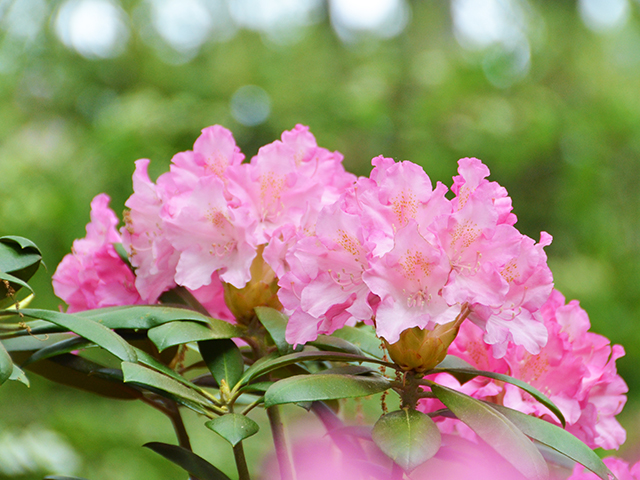 Giles Rhododendron 'Kalinka' DSC_4533