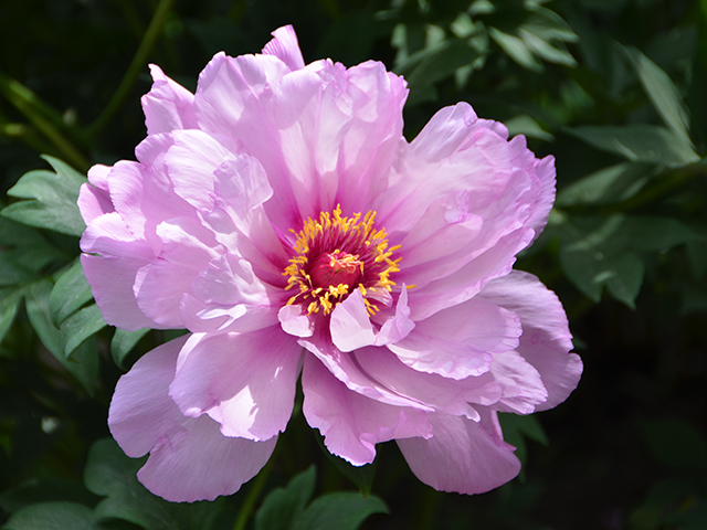 Paeonia 'First Arrival' intersectional (ITOH) peony