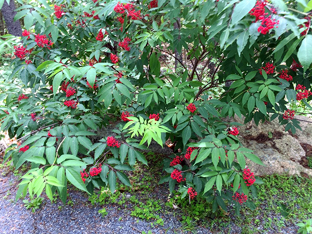 Sambucus racemosa red elderberry