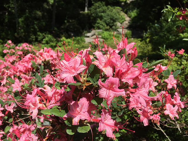 sm Rhododendron 'Weston's Sparkler'
