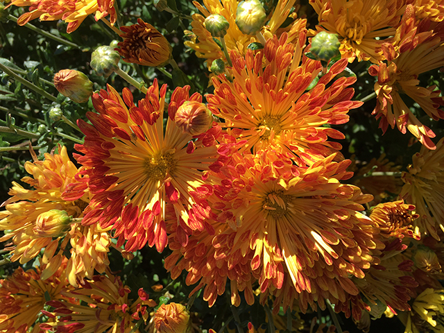 Chrysanthemum Matchsticks  Matchsticks Hardy Garden Mum