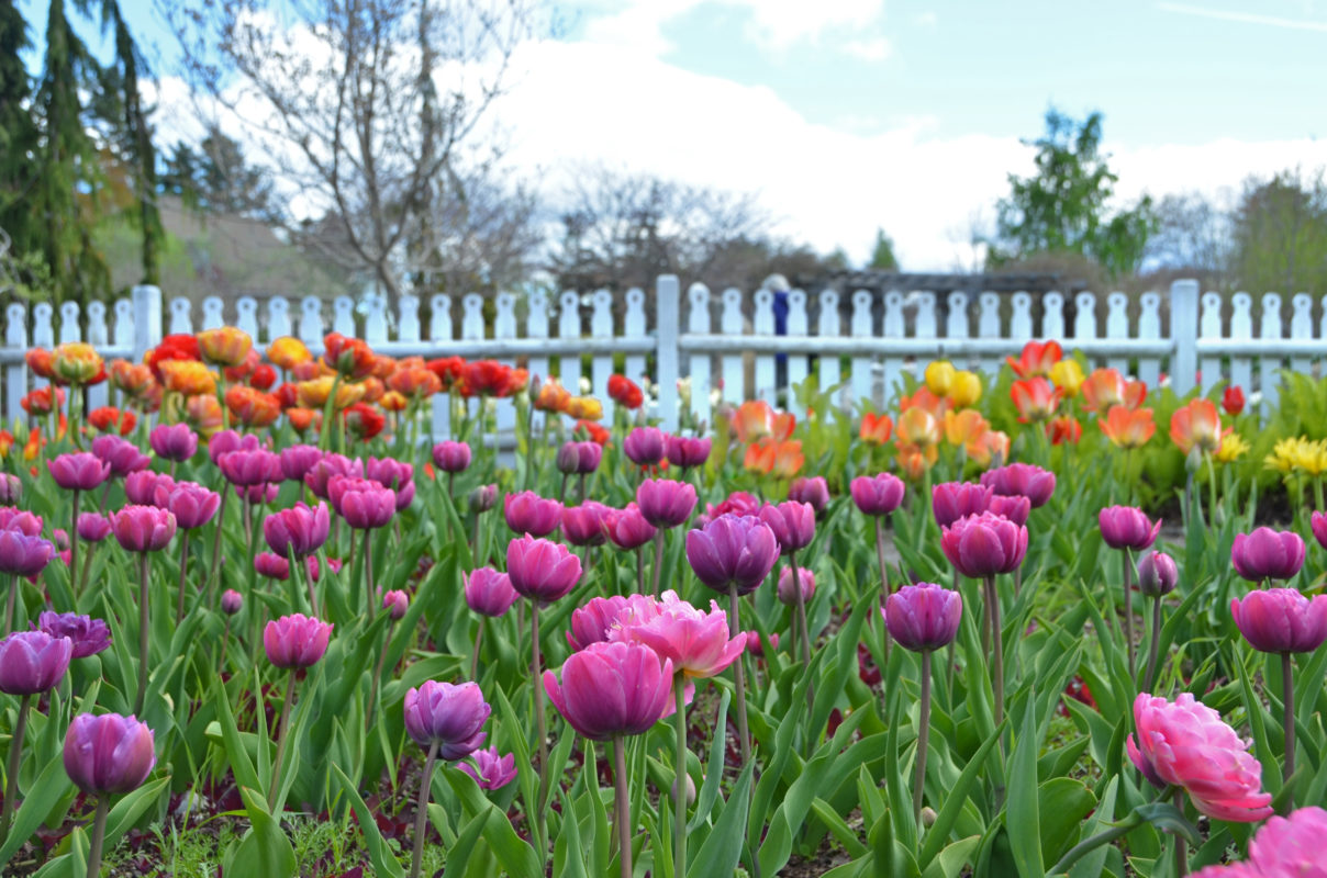 Tulips in the Bibby and Harold Alfond Children's Garden