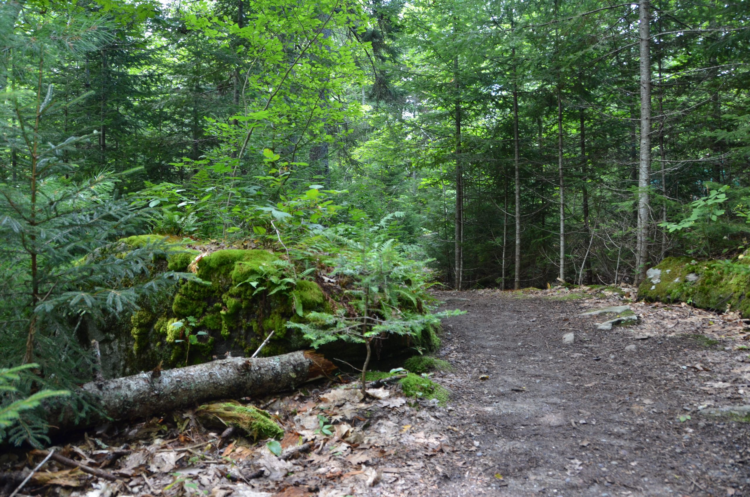 A trail through the woods at Coastal Maine Botanical Gardens