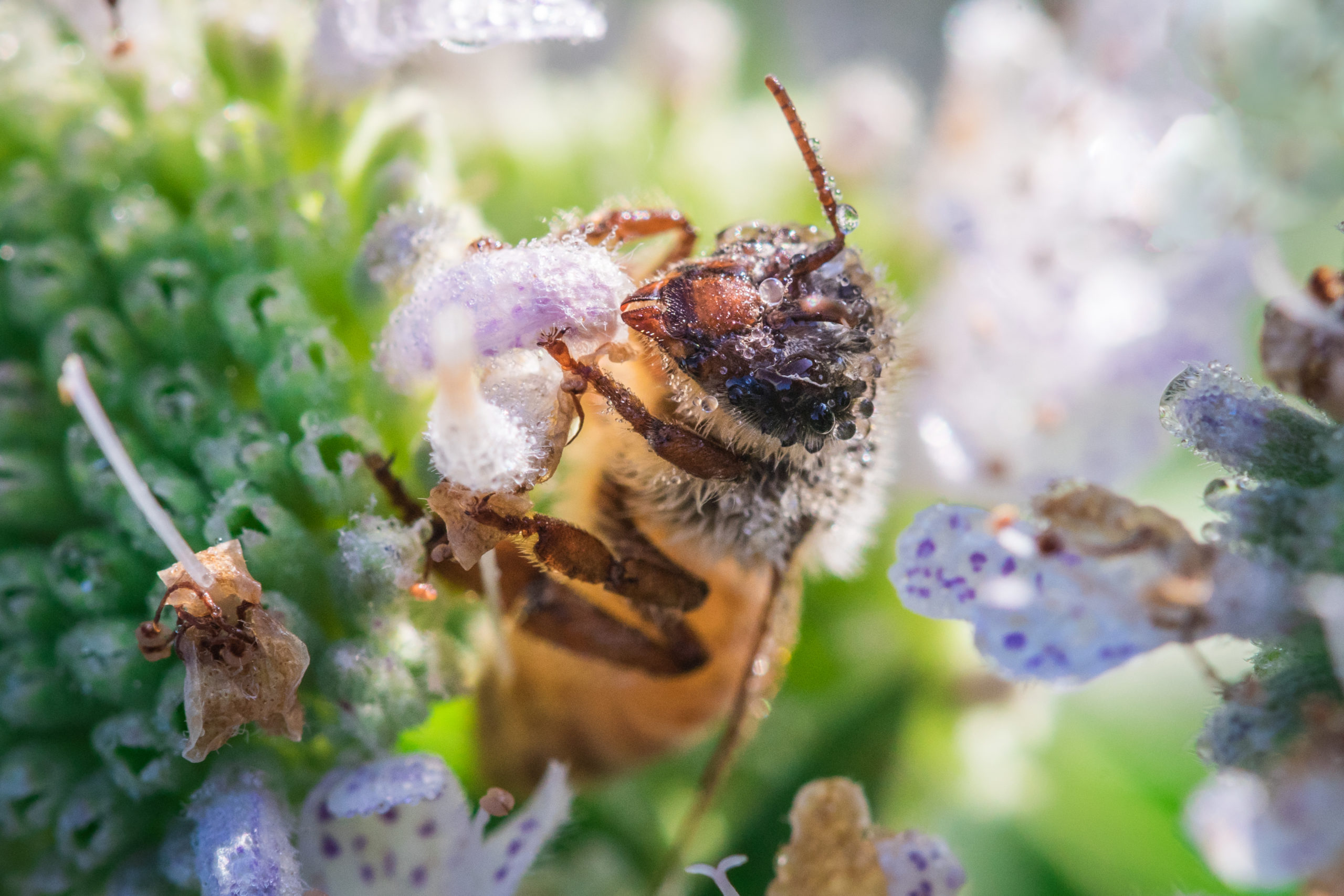 Honey bee covered in dew