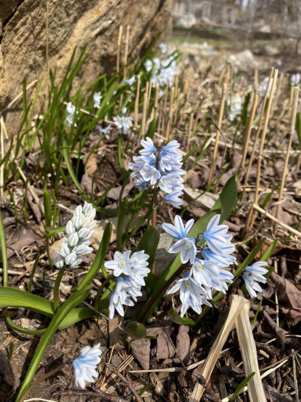 Striped Squill flower
