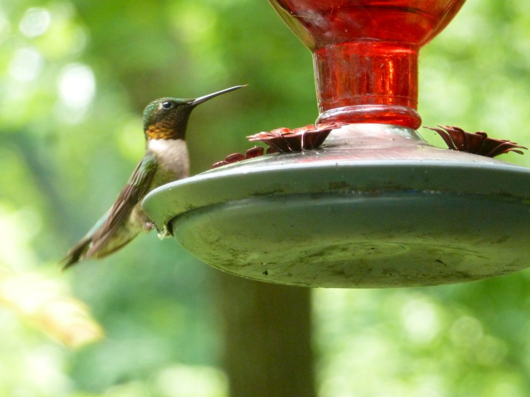 hummingbird at photo