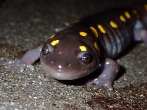A yellow-spotted salamander crossing to a vernal pool in the "Big Night." Spring 2020.