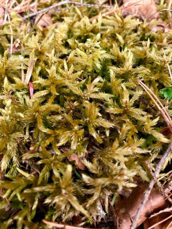 Big red-stem moss