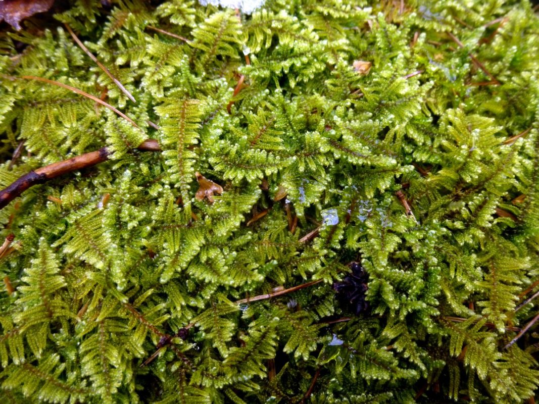 Brocade moss