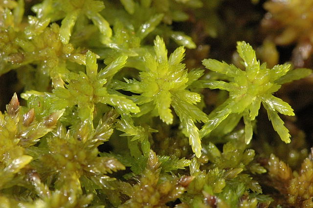 sphagnum moss