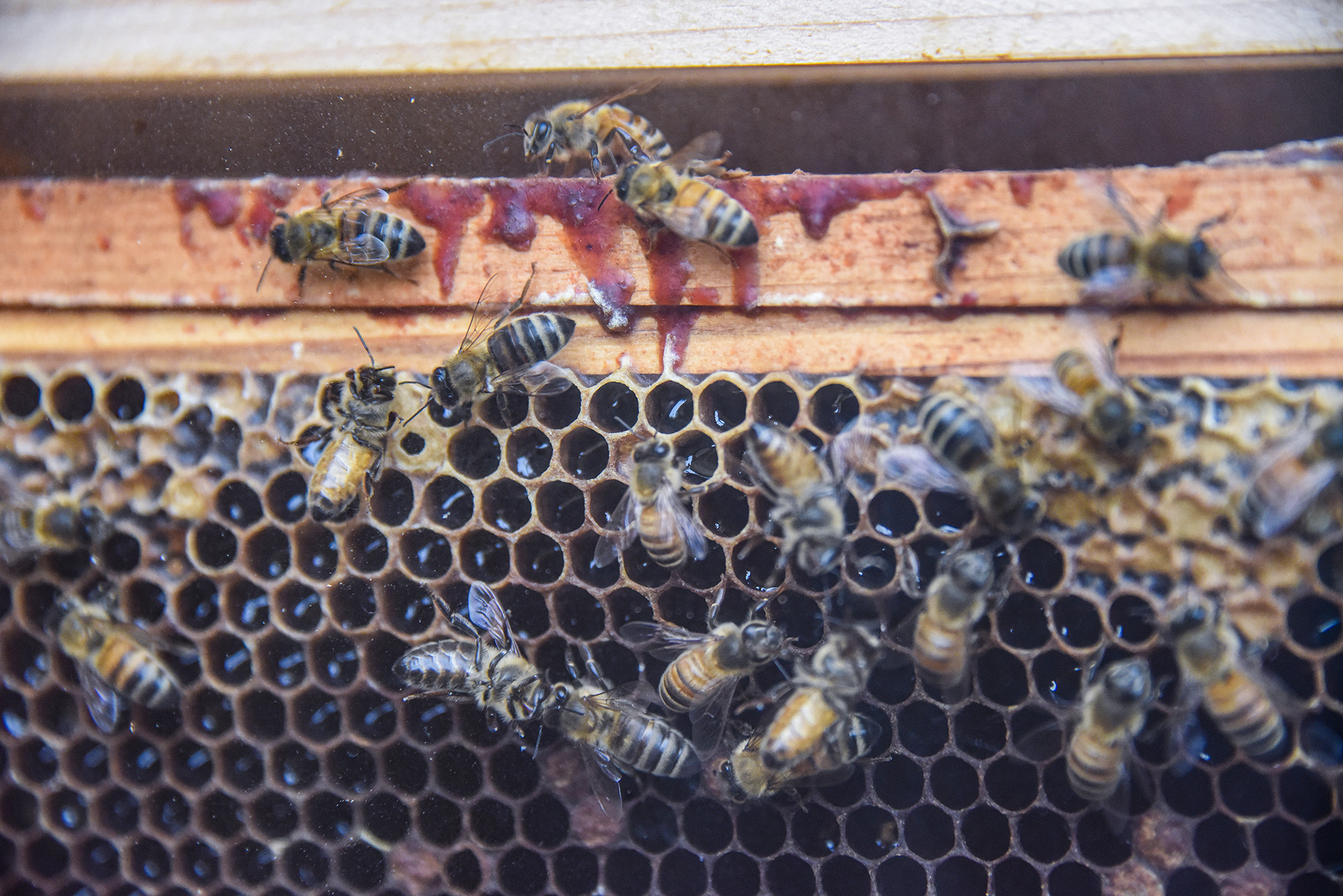 The Once And Future Queen Bee Coastal Maine Botanical Gardens