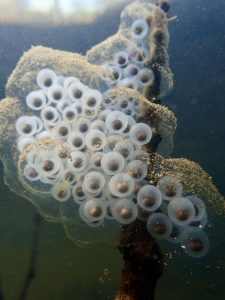 An amphibian egg mass underwater in a vernal pool.