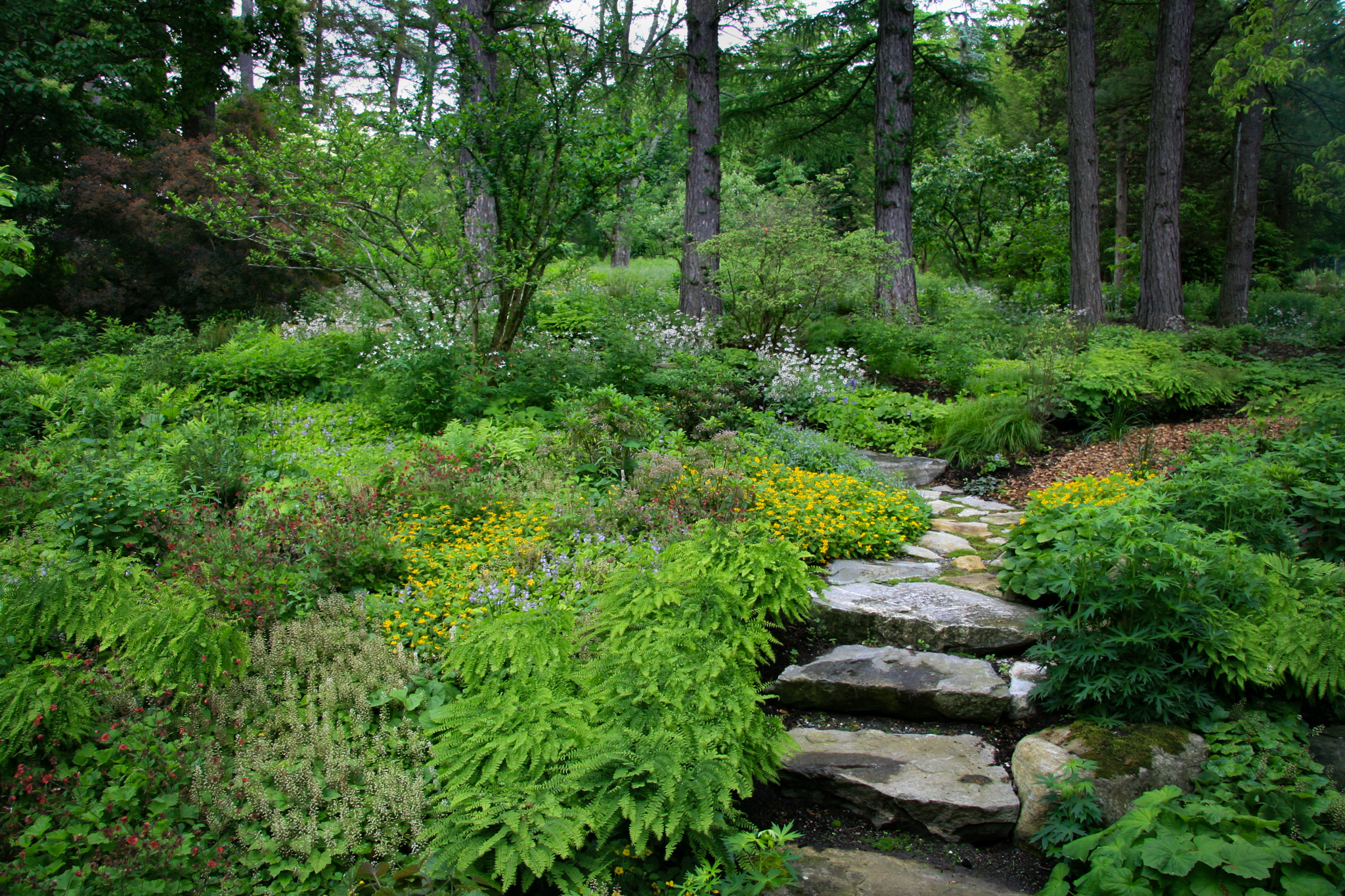 Lush garden with vibrant flowers and ferns surrounding a winding stone pathway through tall trees.