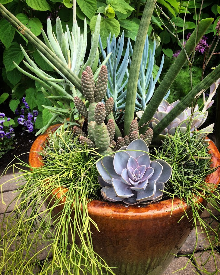 Container Garden Inspirations: Elements and Sizes | Coastal Maine Botanical  Gardens