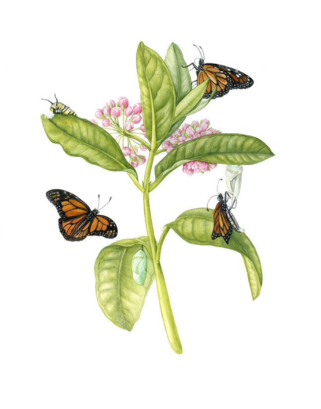 monarch butterflies on milkweed