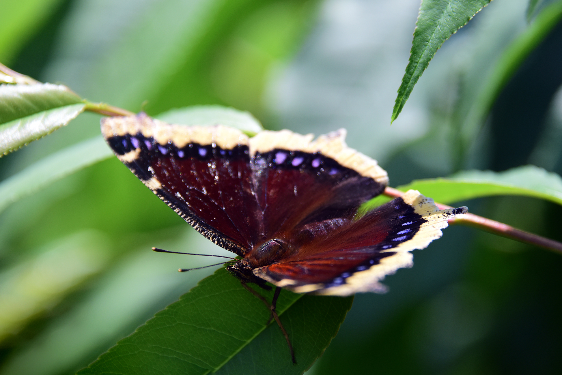 Mourning Cloak Butterfly in the foreground, dark wings with light margin, sitting on green leaves.