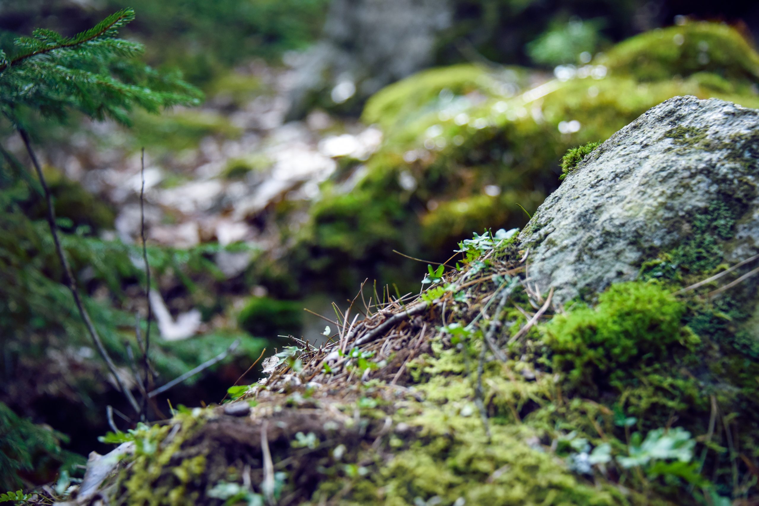 A close-up of moss-covered rocks and greenery in a lush, forested environment.