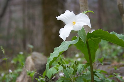 White trillium flower against forest background.