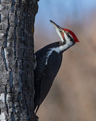 Pileated Woodpecker sitting on tree trunk