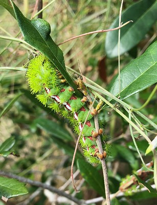 Green, hair-covered caterpillar Io moth) clinging to leaf and twig.