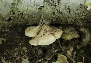 A birch polypore shelf fungus attached to a birch log laying on the forest floor.