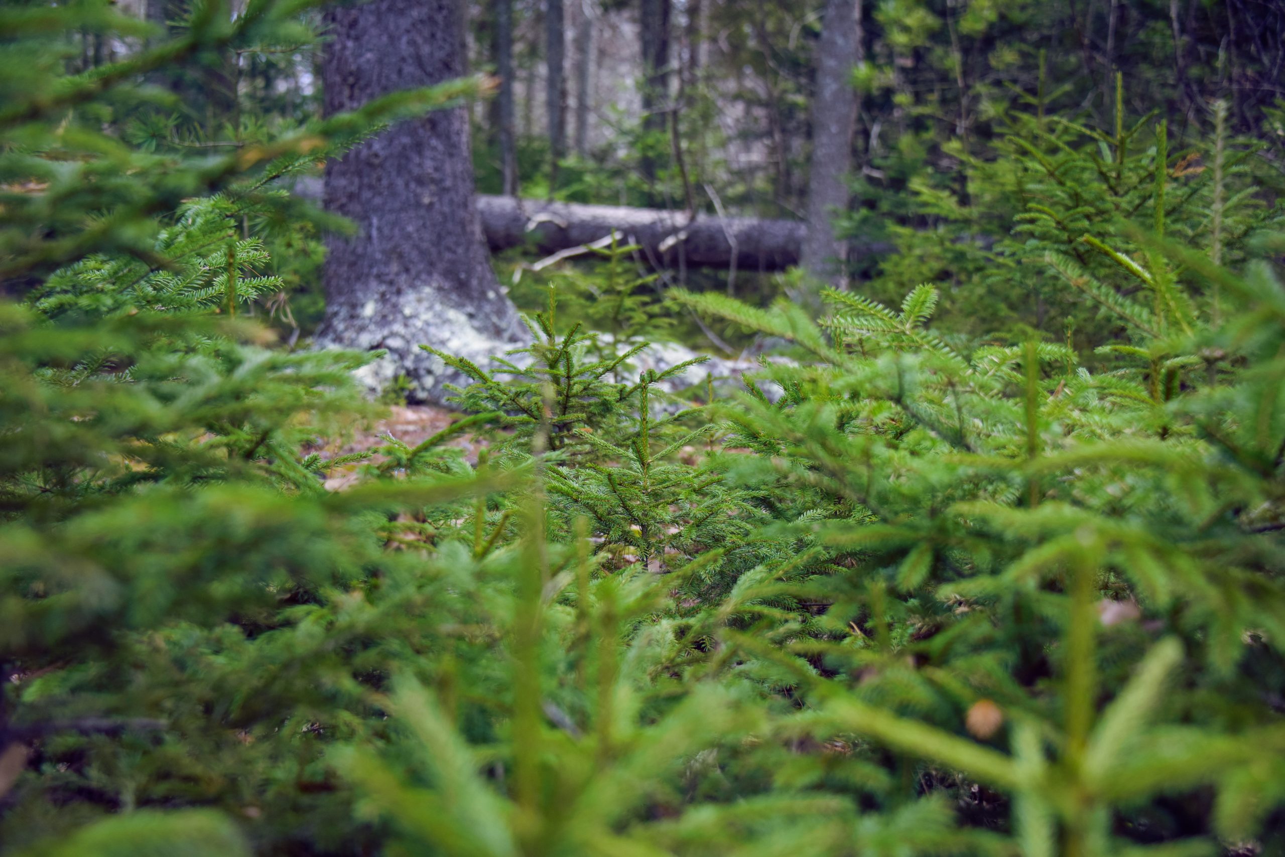 Dense greenery in a forest with various small trees and a large tree trunk in the background.