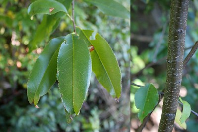Wild cherry leaves on left that are alternating, oblong, and 2 to 5 inches long. On right, smooth bark of black cherry tree.