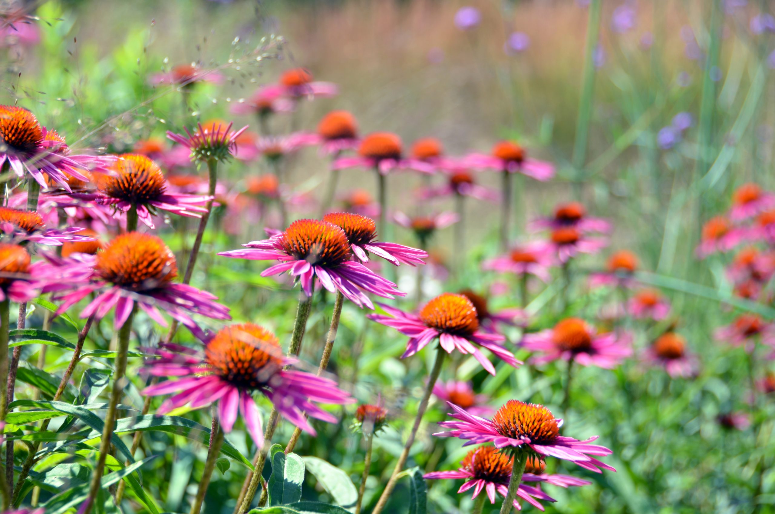 echinacea