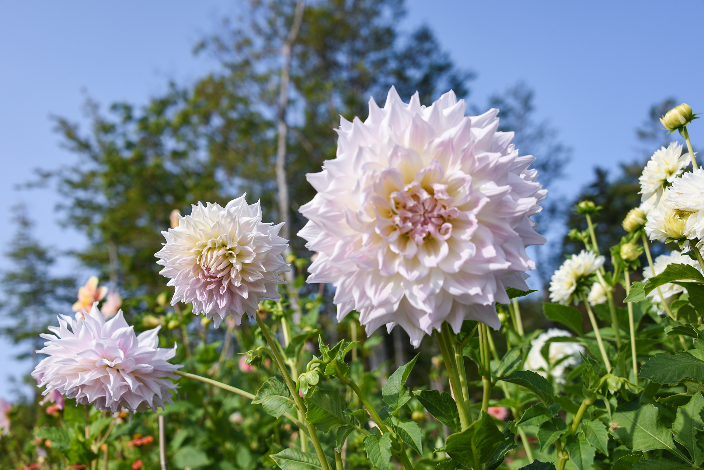 Three large, light pink dahlia flowers bloom against a clear blue sky, surrounded by green leaves.