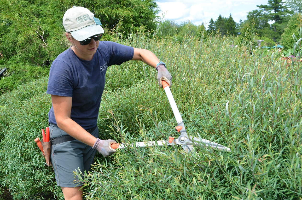 A person pruning shrubs with large shears, wearing gloves and sunglasses, amidst lush green foliage.