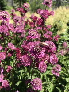 Dark pink flowers of Astrantia 'Star of Fire'