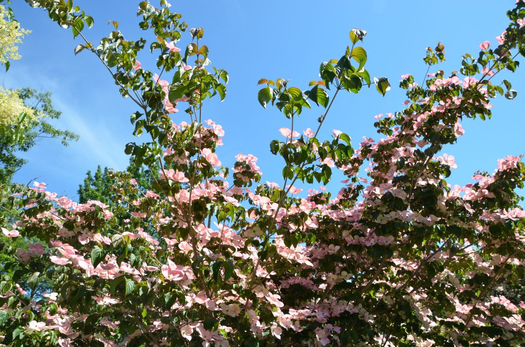 A dogwood tree with pink blooms against a blue sky.