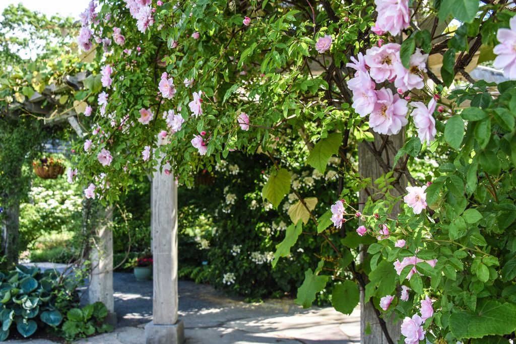 An arbor covered in climbing pink roses.