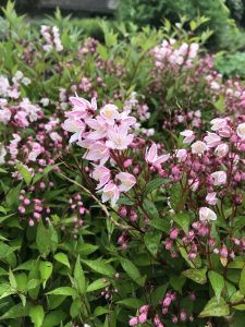 Pink flowers of Deutzia 'NCDX2'